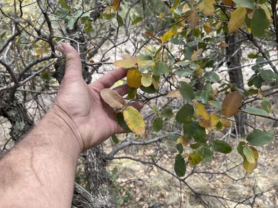 Quercus arizonica, photographed by CK2AZ