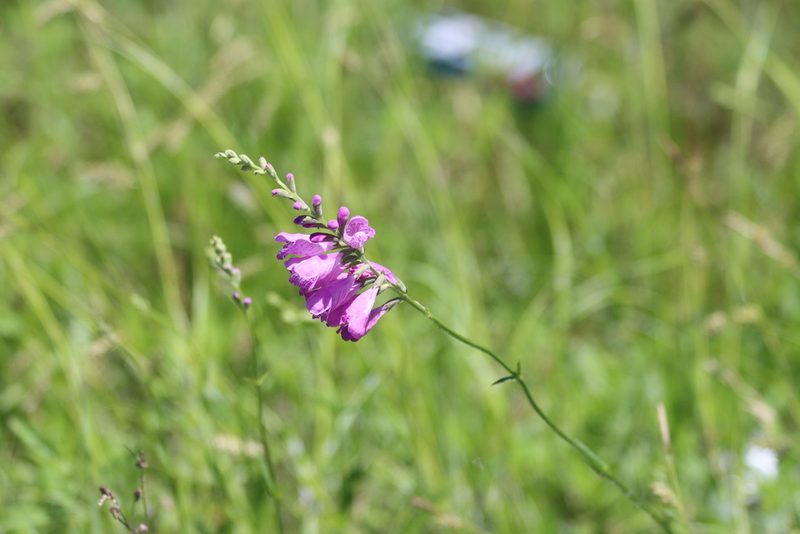 Physostegia intermedia, photographed by Rich Sommer
