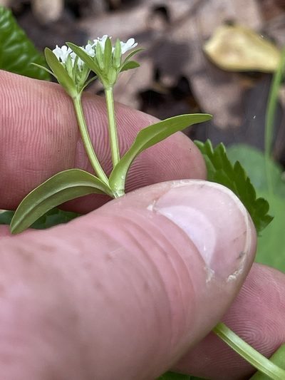 Valeriana umbilicata, photographed by Summit Metro Parks