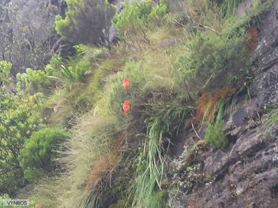 Kniphofia tabularis, photographed by Chris Vynbos