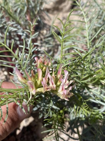 Astragalus tetrapterus, photographed by Matt Berger