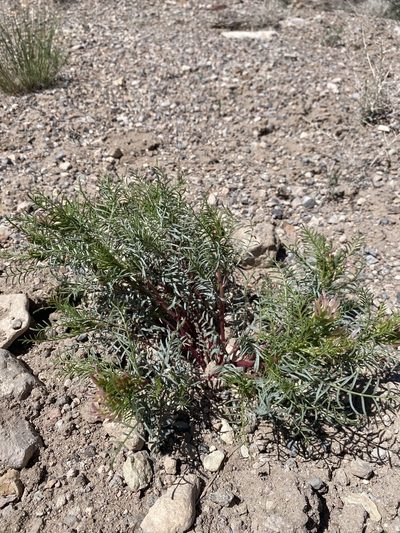 Astragalus tetrapterus, photographed by Matt Berger