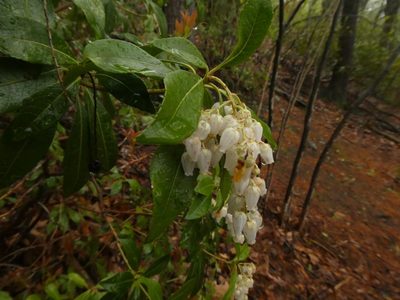Pieris japonica, photographed by Lucian Vazquez