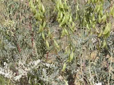 Astragalus oxyphysus, photographed by Garth Harwood