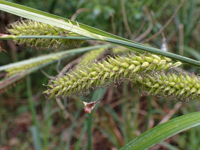 Carex riparia, photographed by Donald Davesne
