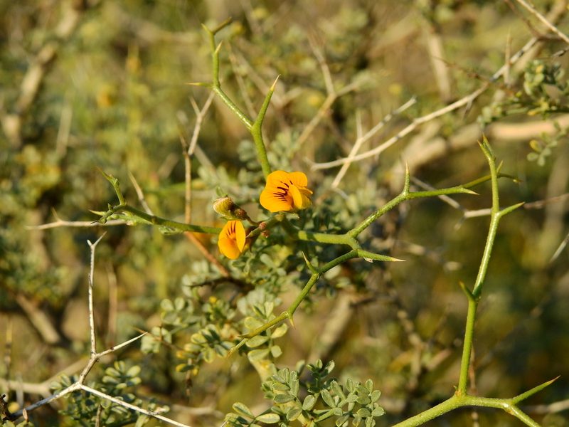 Adesmia trijuga, photographed by Guillermo Debandi