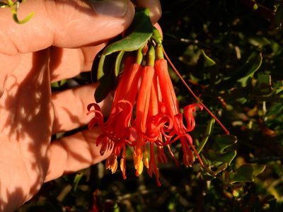 Tristerix verticillatus, photographed by Guillermo Debandi