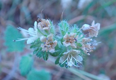 Phacelia malvifolia, photographed by Henrik Kibak