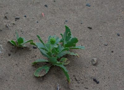 Calycera crassifolia, photographed by veonatura