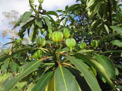 Euphorbia laurifolia, photographed by Manuel Roncal