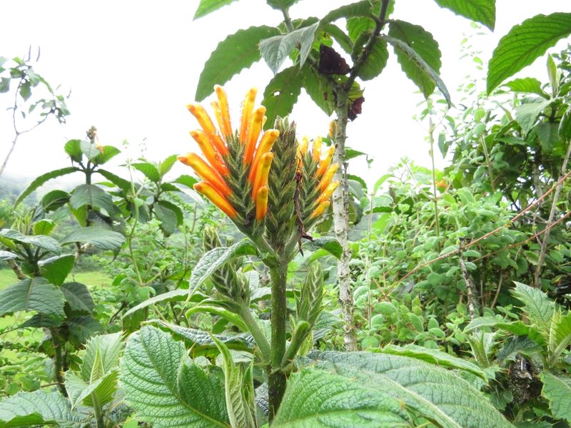 Aphelandra acanthifolia, photographed by Manuel Roncal