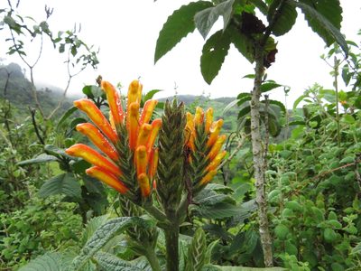 Aphelandra acanthifolia, photographed by Manuel Roncal