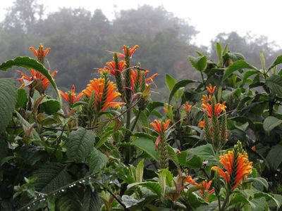 Aphelandra acanthifolia, photographed by Manuel Roncal