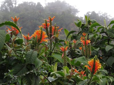 Aphelandra acanthifolia, photographed by Manuel Roncal