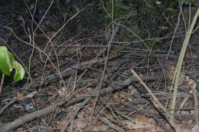 Pseudopanax ferox, photographed by Jon Sullivan