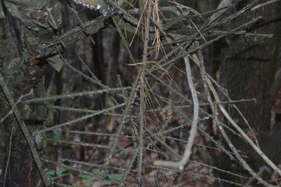 Pseudopanax ferox, photographed by Jon Sullivan