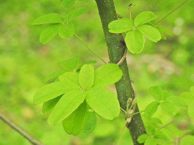 Akebia quinata, photographed by Navin Sasikumar