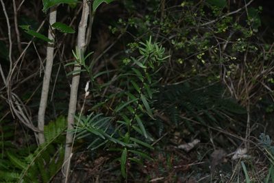 Veronica strictissima, photographed by Jon Sullivan