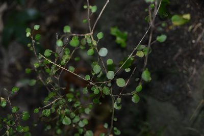 Melicope simplex, photographed by Jon Sullivan