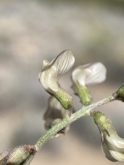 Astragalus pinonis, photographed by Matt Berger