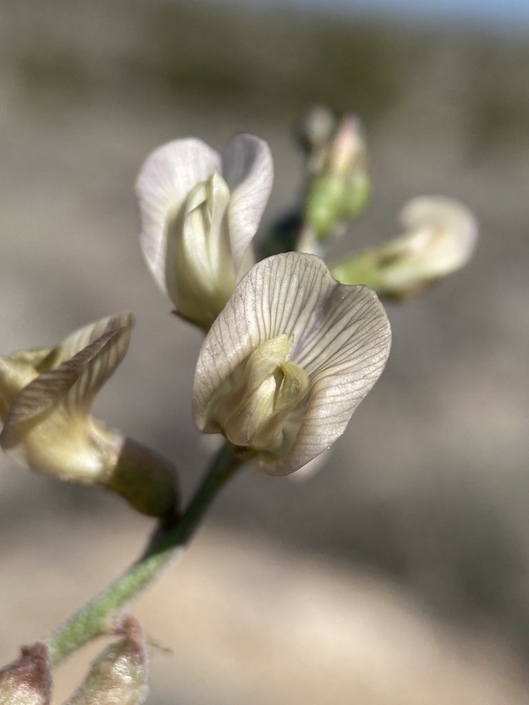 Astragalus pinonis, photographed by Matt Berger