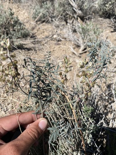 Astragalus pinonis, photographed by Matt Berger