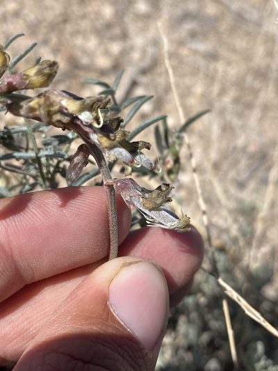 Astragalus pinonis, photographed by Matt Berger