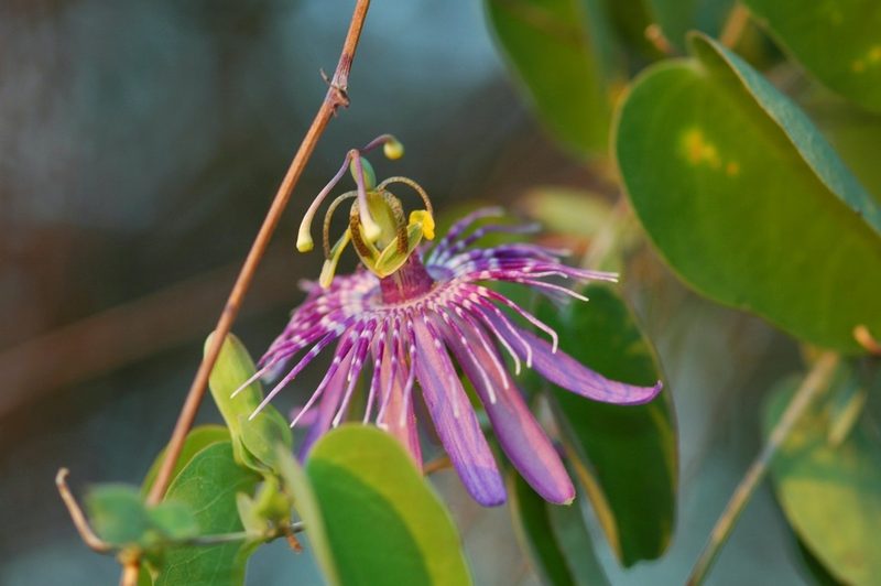 Passiflora subrotunda, photographed by Mario Barroso