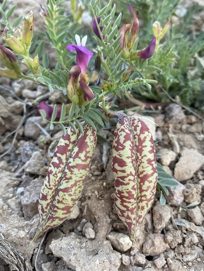 Astragalus oophorus, photographed by Matt Berger
