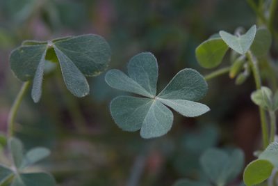 Oxalis pilosa, photographed by Ken-ichi Ueda