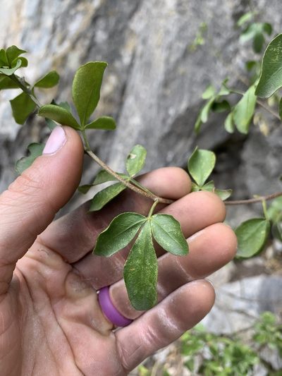 Helietta parvifolia, photographed by Kenzie Anderson-Bell