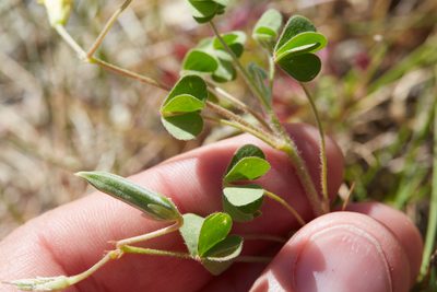 Oxalis pilosa, photographed by Ken-ichi Ueda