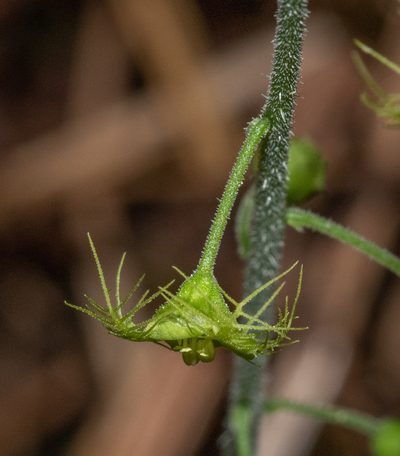 Mitellastra caulescens, photographed by Don Loarie