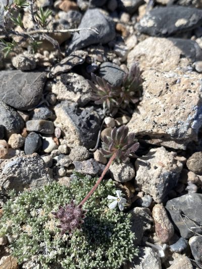 Eriogonum villiflorum, photographed by Matt Berger