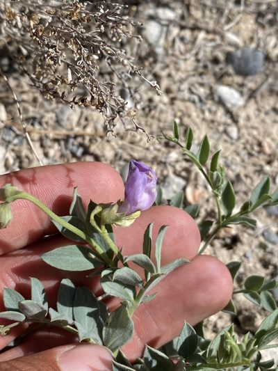 Lathyrus brachycalyx, photographed by Matt Berger