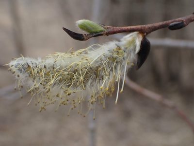 Salix discolor, photographed by Mary Krieger