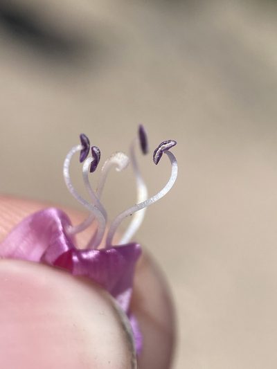 Penstemon confusus, photographed by Matt Berger