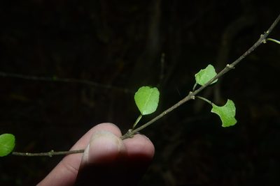 Melicope simplex, photographed by Jon Sullivan