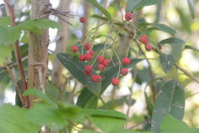 Photinia davidiana, photographed by Jon Sullivan