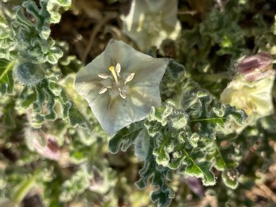 Chamaesaracha coniodes, photographed by Bobby McCabe