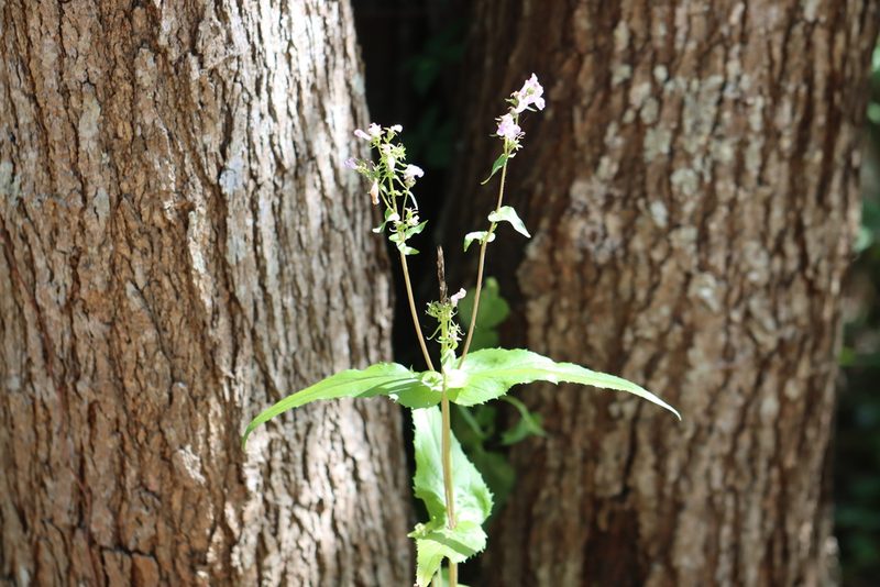 Penstemon tenuis, photographed by Rich Sommer