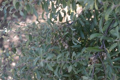 Hoheria angustifolia, photographed by Jon Sullivan