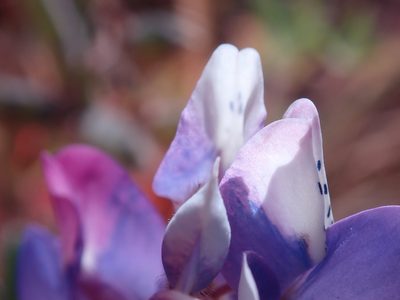 Lupinus nanus, photographed by Henrik Kibak