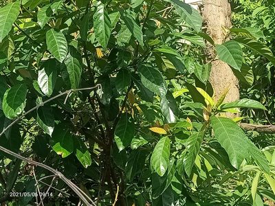 Ficus fistulosa, photographed by Ong Jyh Seng