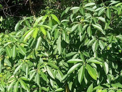 Alstonia scholaris, photographed by Ong Jyh Seng