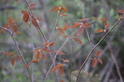 Amelanchier laevis, photographed by Henry "Nick" Robertson