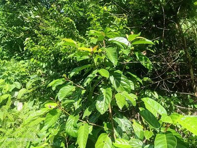 Ficus fistulosa, photographed by Ong Jyh Seng