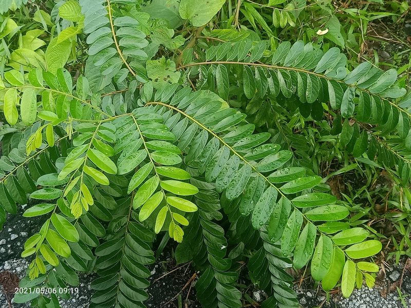 Glochidion obscurum, photographed by Ong Jyh Seng