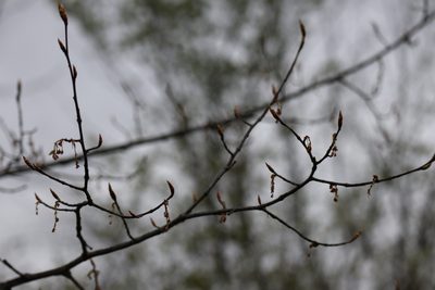 Ulmus thomasii, photographed by Henry "Nick" Robertson