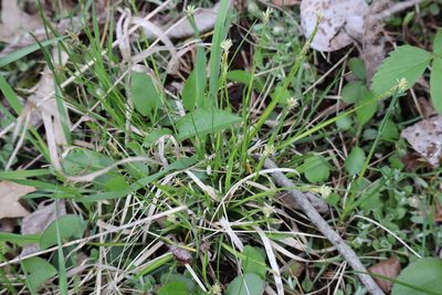 Carex peckii, photographed by Henry "Nick" Robertson